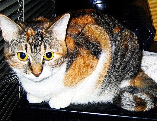 Close up of Cheebus, a calico cat.