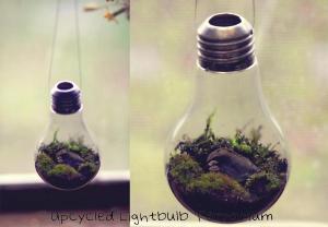 Terrarium hanging, with a closeup.