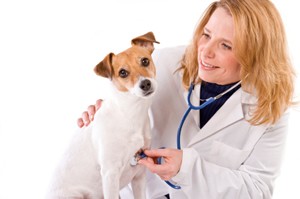Saving Money on Pet Prescriptions