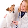 Saving Money on Pet Prescriptions