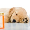 Saving Money on Pet Medications