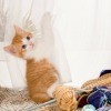 Keeping Yarn Away from Cats