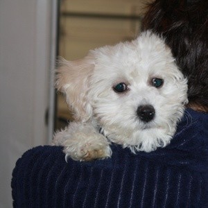 Maltipoo