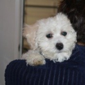 Maltipoo