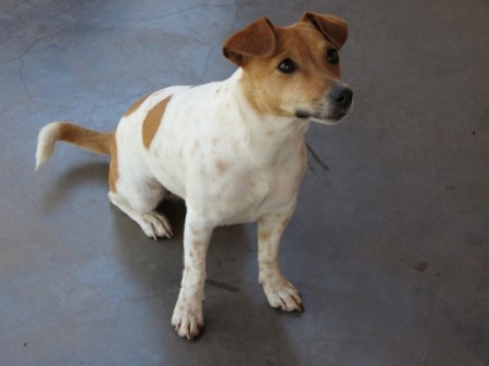 A Jack Russell sitting on the ground.