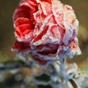 Photo of a frozen rose bush.