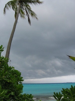 Photo of palm trees and plants in the wind.