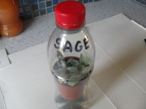Bottle Propagator - plastic bottle with sage cuttings