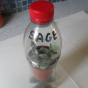 Bottle Propagator - plastic bottle with sage cuttings
