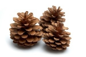 Easy Scented Pinecone "Firestarters"