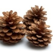 Easy Scented Pinecone "Firestarters"