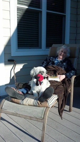 Taylor (Shih Tzu) - Dog sitting on a lounger outside.