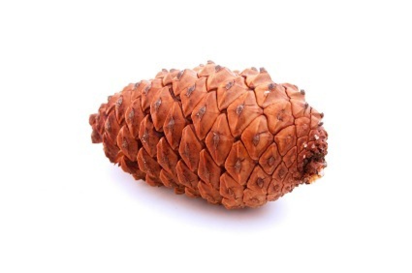 Making Pine Cone Fire Starters ThriftyFun