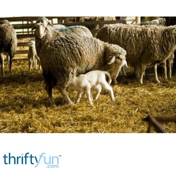 Saving Money on Livestock Feed ThriftyFun