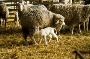Sheep and Lamb on Farm