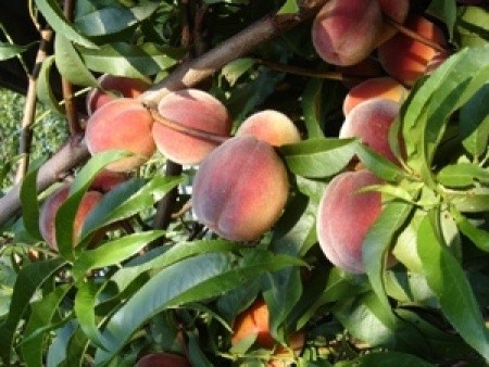 Peaches growing on a tree.