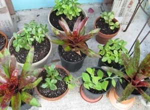 Growing houseplants from cuttings.