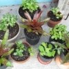 Growing houseplants from cuttings.