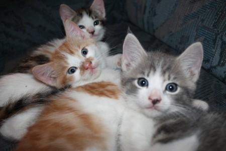 Two young tabby kittens and one calico.