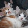 Two young tabby kittens and one calico.
