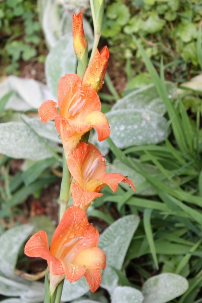 Salmon colored gladiolus.