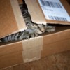 Grey and black tabby inside of a box.