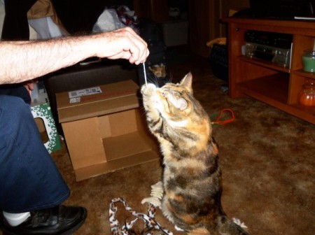 Cat grabbing toy on a string.