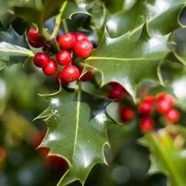 Aftercare For Holiday Plants | My Frugal Christmas