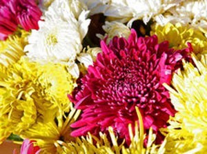 Many Colored Chrystanthemums