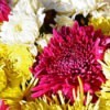 Many Colored Chrystanthemums