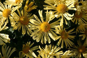 Yellow Chrysanthemums