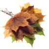 Fall Leaves on White Background