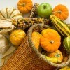 Photo of a beautiful cornucopia with gourds, corn and apples.