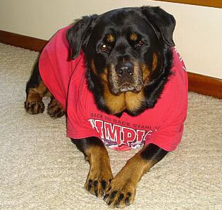 Dog in costume.