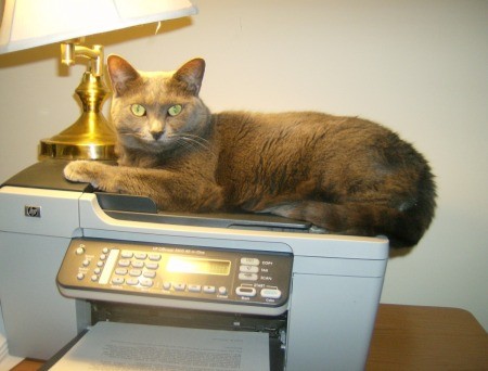 Graycie on top of copy machine.