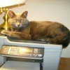 Graycie on top of copy machine.