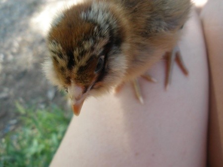 Baby chick.