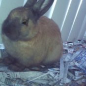 Brown bunny sitting on cut up newspaper.