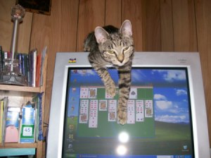 Lumpy helping with computer card game.