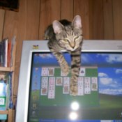 Lumpy helping with computer card game.