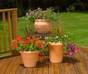 Potted Flower Pots