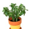 Photo of a potted plant.