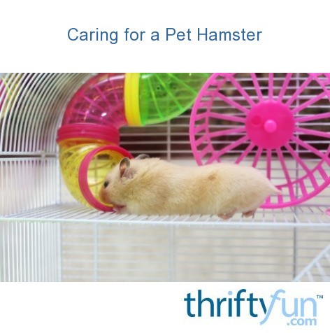Caring for a Pet Hamster | ThriftyFun