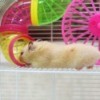 Pet hamster in a cage.