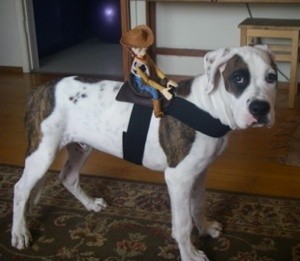 A dog dressed as a horse for Halloween