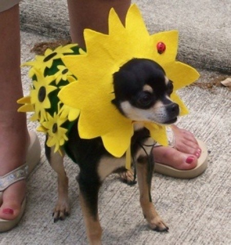 Brown Eyed Susan Costume For A Dog