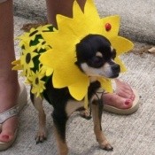 Brown Eyed Susan Costume For A Dog