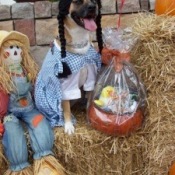 A Dog Dressed
as Dorothy from
the Wizard of Oz