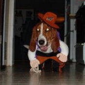 A dog dressed as a cowgirl