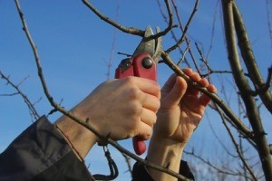 Pruning A Fruit Tree